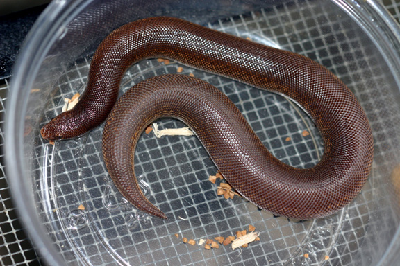 rufescens 6