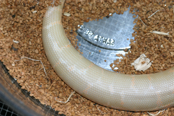 albino