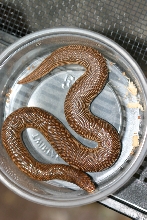 rufescens 8/04