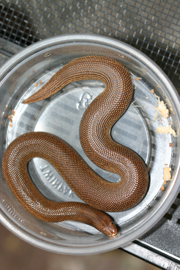rufescens 8/04