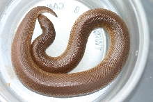 rufescens female 8/04