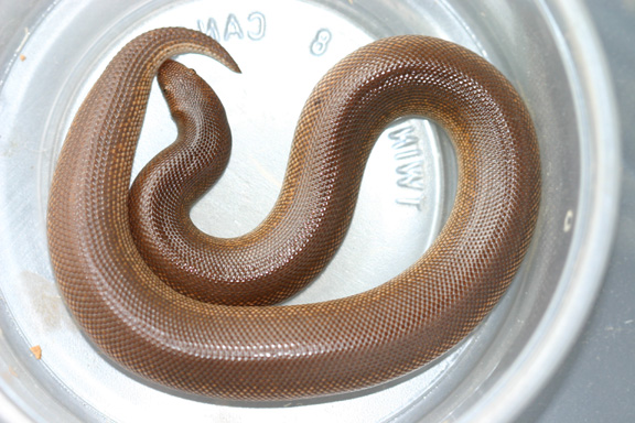 rufescens female 8/04