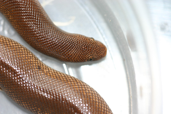 f.rufescens closeup 8/04