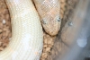 w.albino 10/04