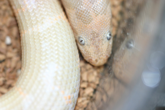 w.albino 10/04