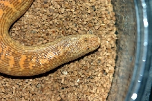 male arabian 10-04