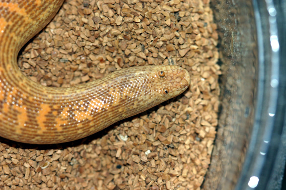 male arabian 10-04