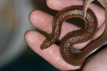 l.rufescens