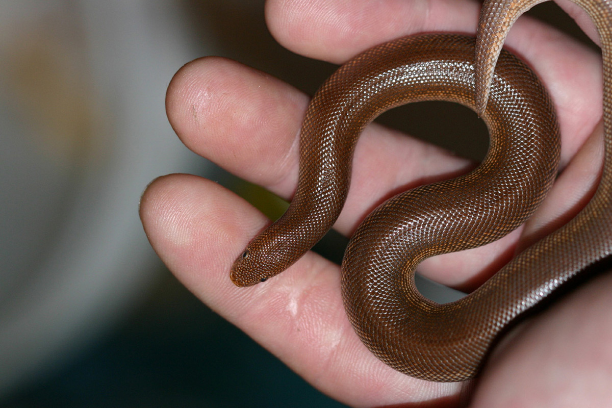 l.rufescens
