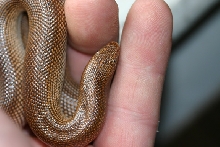 m.rufescens 12/04