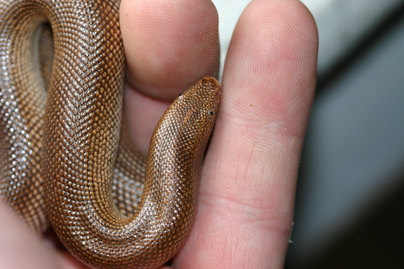 m.rufescens 12/04