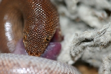 rufescens eating close
