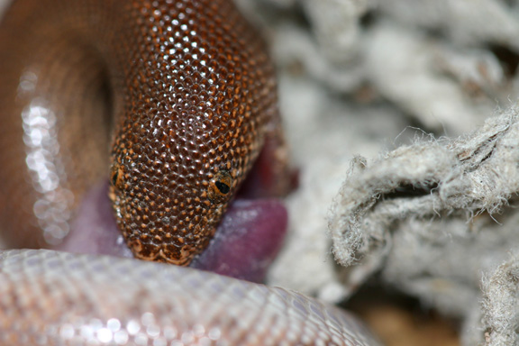 rufescens eating close