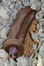 rufescens eating full