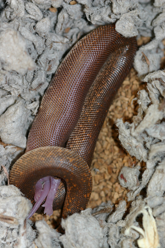 rufescens eating full