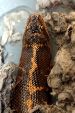 colubrinus w/shoulders