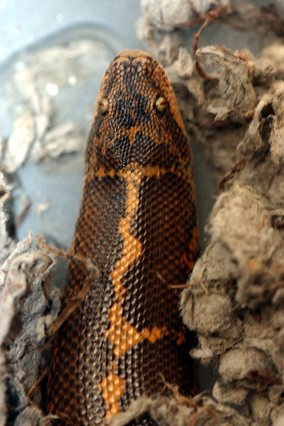 colubrinus w/shoulders