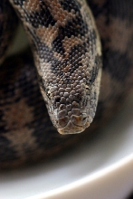f.tartar  head shot
