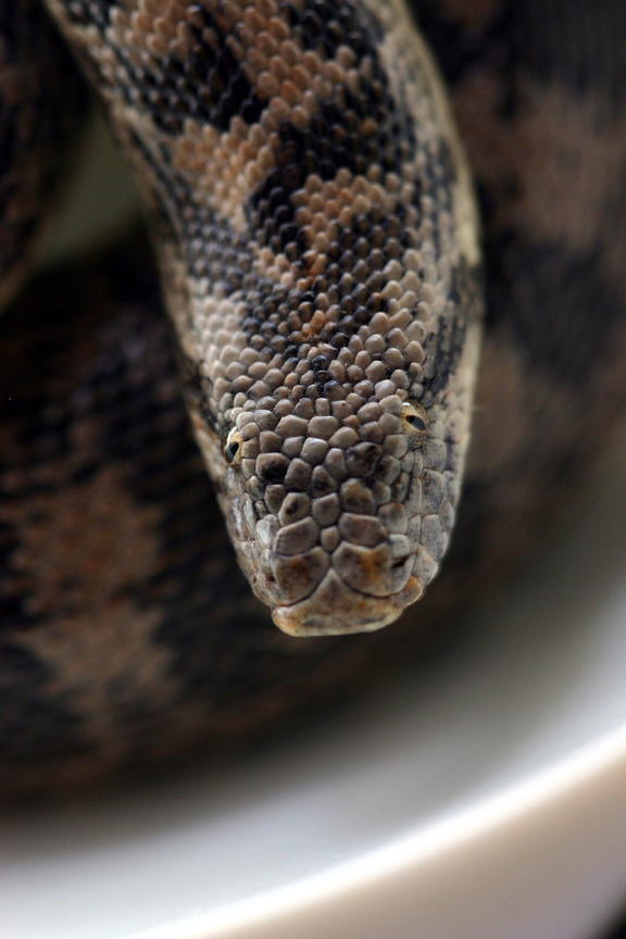f.tartar  head shot