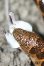 saharan sandboa eating