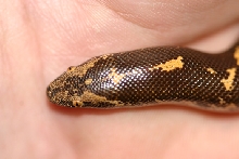 b g colubrinus