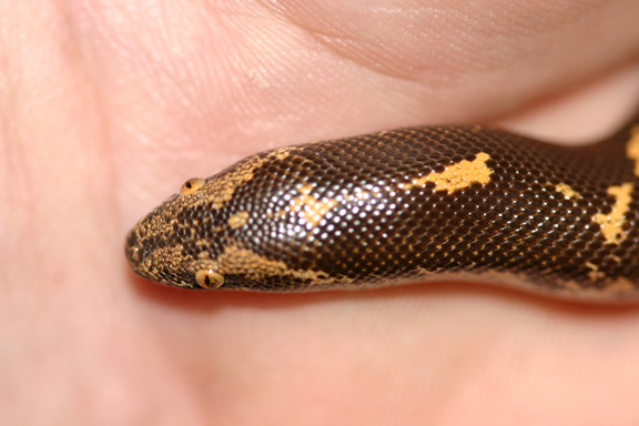 b g colubrinus