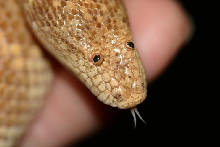 male arabian headshot