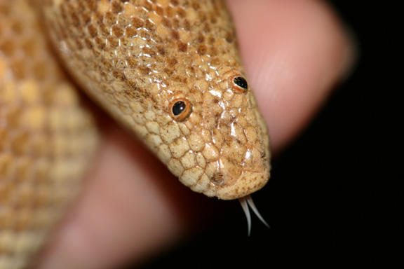 male arabian headshot