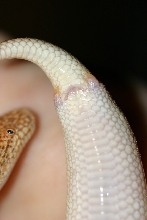 male arabian showing spurs