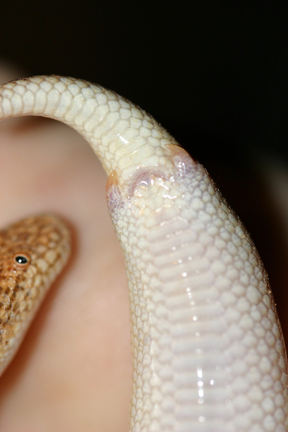 male arabian showing spurs