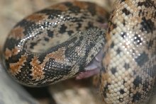 male tartar eating