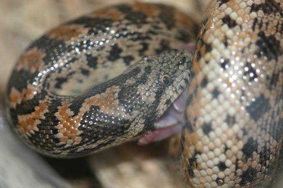 male tartar eating