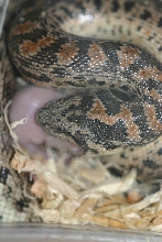 male  tartar sandboa eating