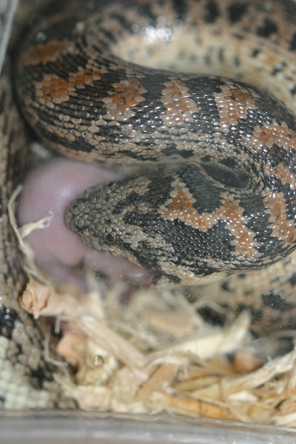 male  tartar sandboa eating
