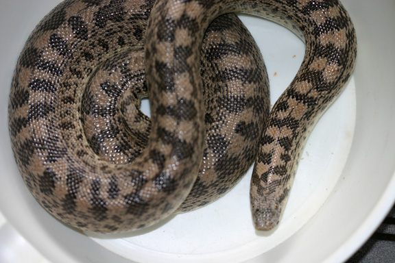 tartar sandboa