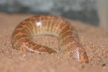 arabian male 1  breeding