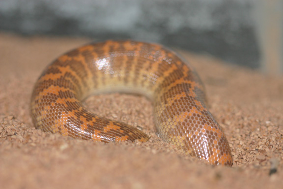 arabian male 1  breeding