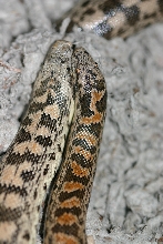 red male tartar with normal female