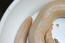 w,albino bodyshot