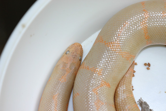 w,albino bodyshot