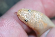 w.albino  headshot