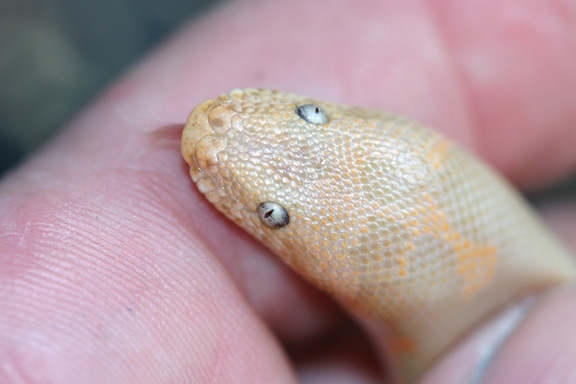 w.albino  headshot