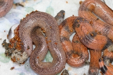 patternless johni