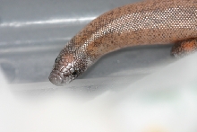 h. johnii headshot