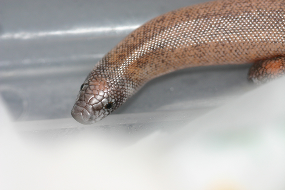 h. johnii headshot