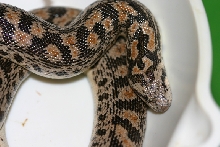 red female tartar