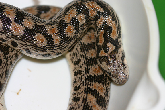 red female tartar