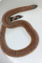 patternless johnii