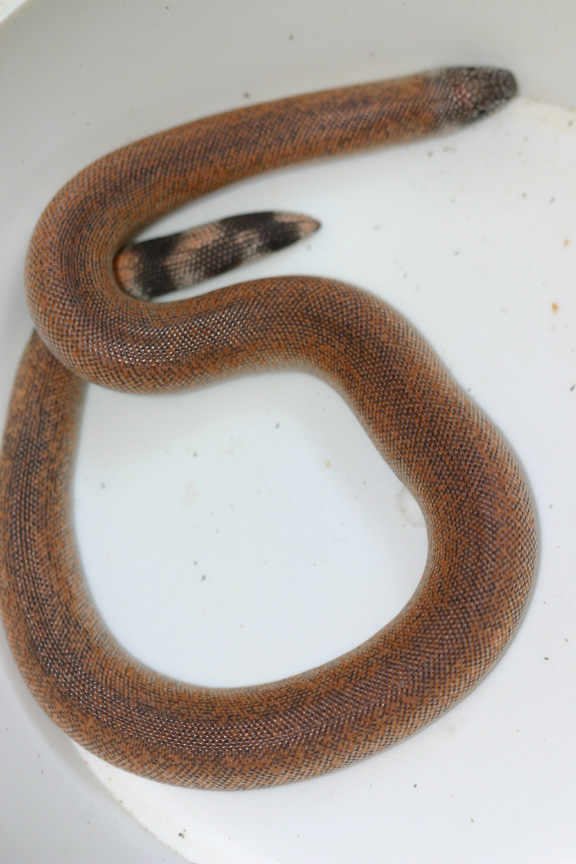 patternless johnii