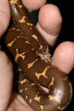 dark kenyan